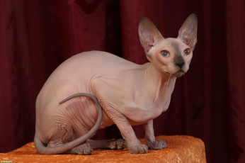 Картинка животные коты кошка сфинкс