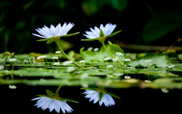 Картинка цветы лилии водяные нимфеи кувшинки вода отражение