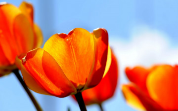 Картинка цветы тюльпаны обои