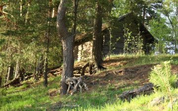 Картинка природа лес сосны корни