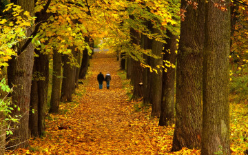 Картинка природа парк осень деревья прогулка