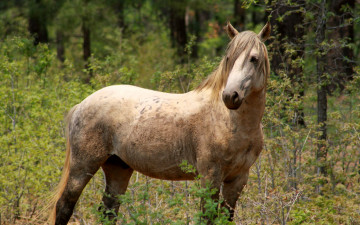 Картинка животные лошади конь жеребец
