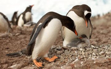 обоя животные, пингвины, субантарктический, пингвин, птенец, камушки
