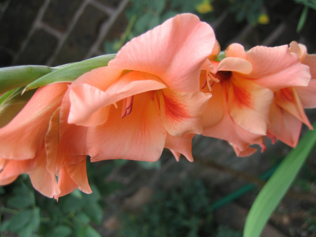 Обои картинки фото цветы, гладиолусы, персиковый, длинный