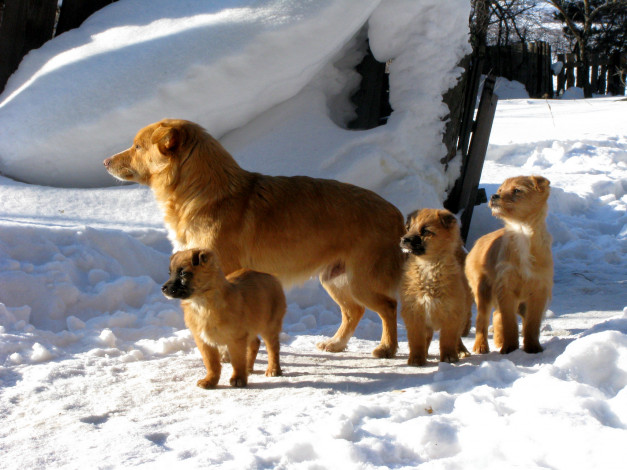 Обои картинки фото животные, собаки, щенки, снег