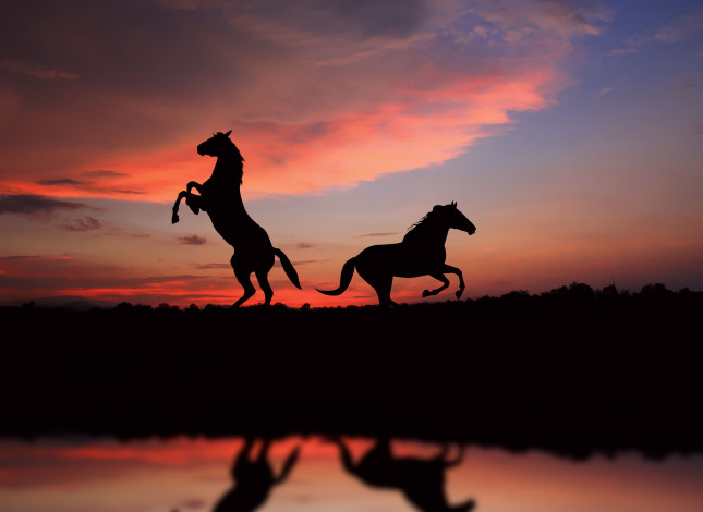 Обои картинки фото разное, компьютерный, дизайн, кони, силуэты, закат, лошади