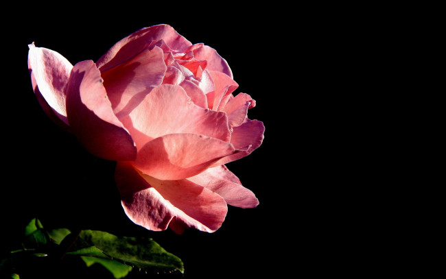 Обои картинки фото цветы, розы, роза, макро