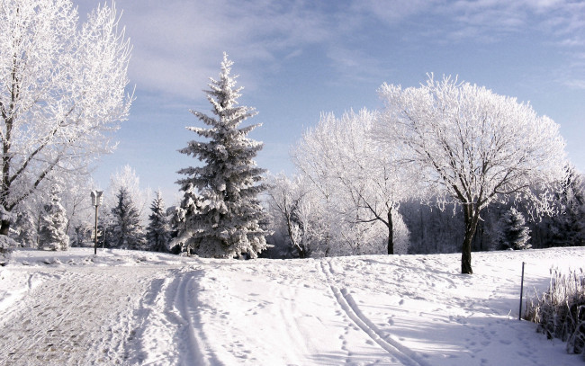Обои картинки фото природа, зима, день, деревья, мороз, снег