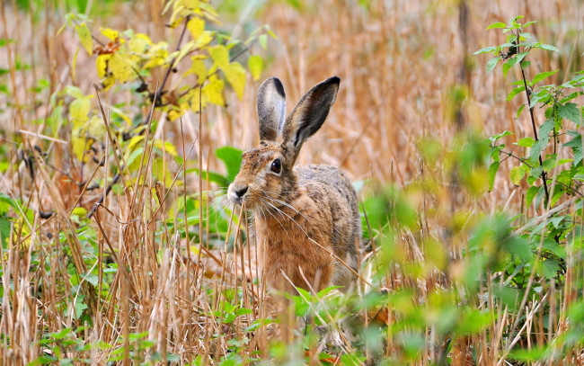 Обои картинки фото животные, кролики, зайцы, заяц, поле, лето, природа