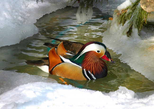 Обои картинки фото животные, утки, мандаринка, вода, снег, лёд
