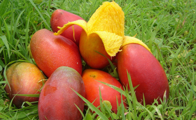 Обои картинки фото еда, манго