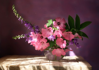 Картинка цветы букеты +композиции лаватера колокольчики