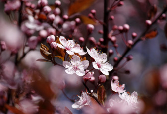 Картинка цветы цветущие+деревья+ +кустарники веточка алыча бутоны листики весна