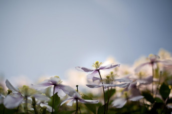 Картинка цветы клематис+ ломонос сереневые климатисы