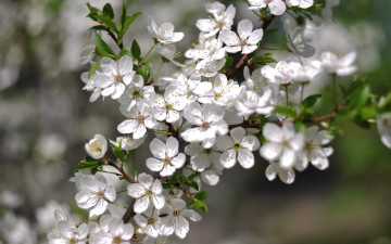 Картинка цветы цветущие+деревья+ +кустарники яблоня ветка весна