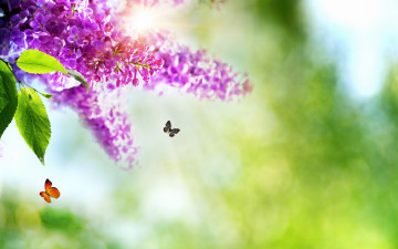 Картинка цветы сирень весна бабочки природа