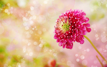 Картинка цветы скабиоза боке соцветия