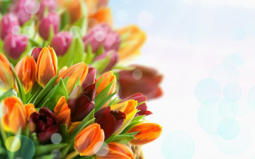 Картинка цветы тюльпаны букет бутоны