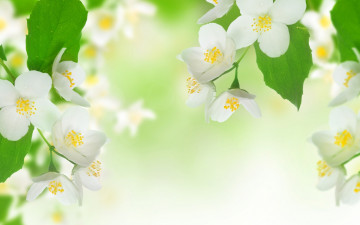 обоя цветы, жасмин, красота, ветка, тычинки, белые, нежное, настроение, свежесть, весна, листья