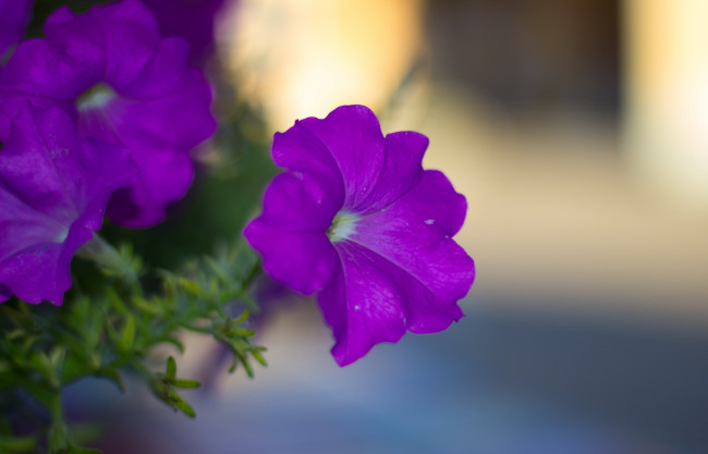 Обои картинки фото цветы, петунии,  калибрахоа, фиолетовая, петуния