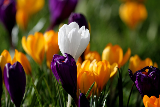 Обои картинки фото цветы, крокусы, весна