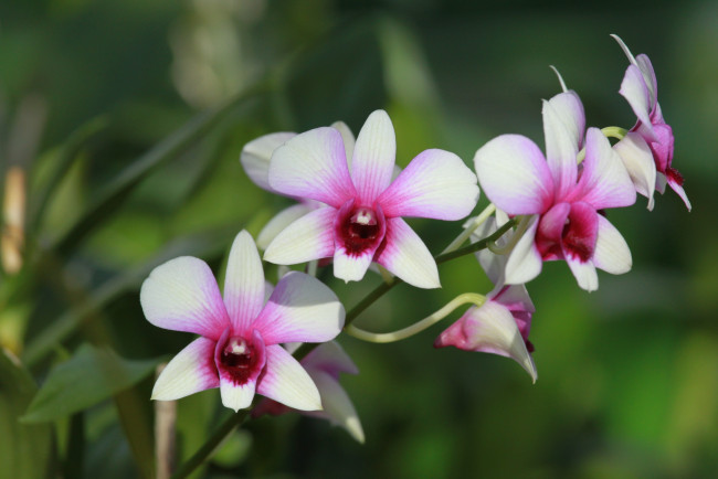 Обои картинки фото цветы, орхидеи, орхидея, лепестки, стебель, природа