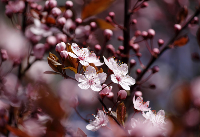 Обои картинки фото цветы, цветущие деревья ,  кустарники, веточка, алыча, бутоны, листики, весна