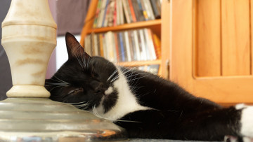 Картинка животные коты спит кот киса