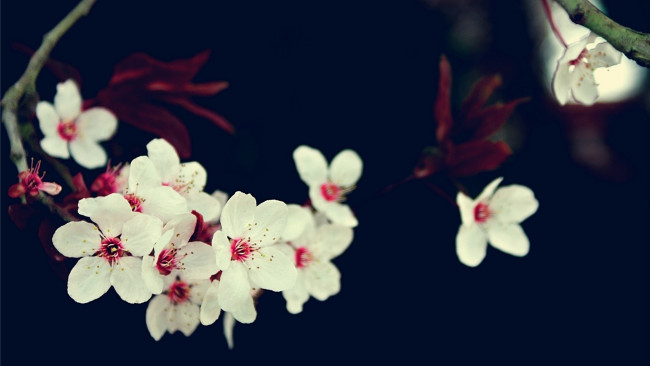 Обои картинки фото цветы, сакура,  вишня, весна, цветение, ветка