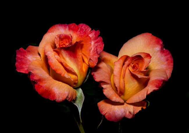 Обои картинки фото цветы, розы, лепестки, бутон