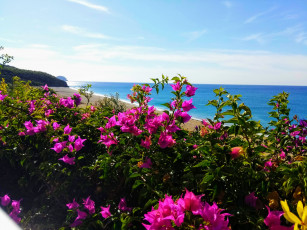 Картинка море+цветы+природа природа побережье цветы море