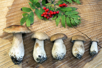 Картинка еда грибы +грибные+блюда ветка рябина лесные боровики