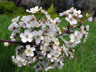 Картинка тульскаЯ сакура цветы вишня