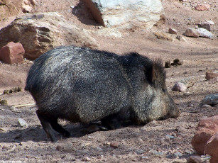 Картинка кабанчик животные свиньи кабаны
