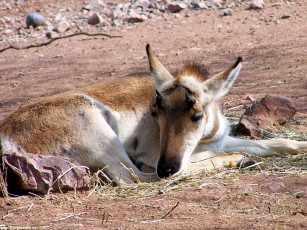 Картинка рогатые дремлют животные антилопы