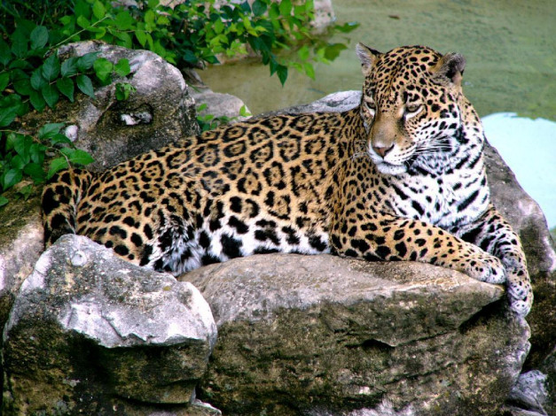 Обои картинки фото jaguar, животные, Ягуары