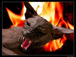 Картинка gelka demon rise для дона ионик животные коты