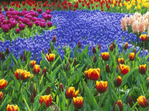 Картинка keukenhof gardens lisse holland цветы разные вместе