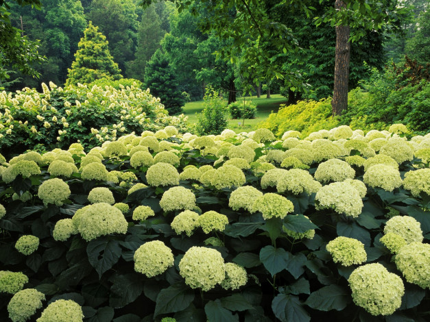 Обои картинки фото hydrangea, garden, clermont, kentucky, цветы, гортензия