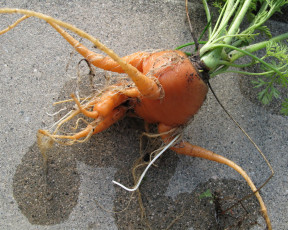 Картинка еда морковь