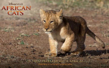Картинка african cats кино фильмы
