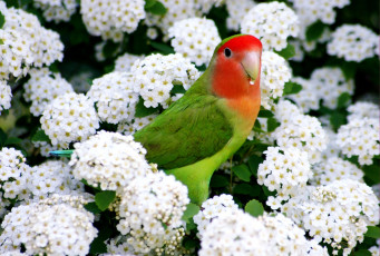 Картинка животные попугаи цветение попугай куст