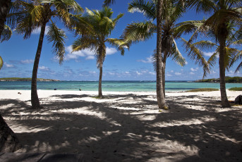 Картинка природа тропики море берег пальмы океан пляж
