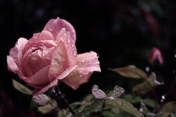 Картинка цветы розы роса вода капли листья цветок лепестки бутон