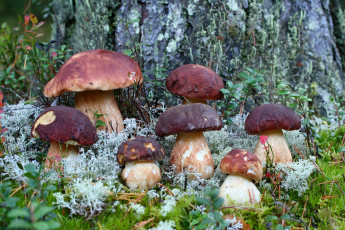 Картинка природа грибы дары осени