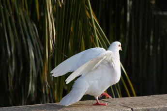 Картинка животные голуби голубь