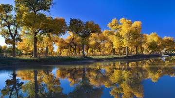 Картинка природа реки озера вода берег деревья