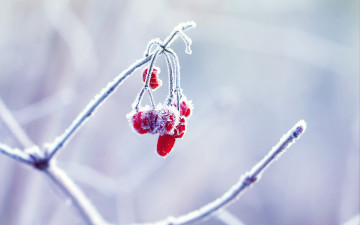 Картинка природа Ягоды зима макро
