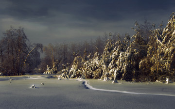 Картинка природа зима лес ели снег ночь