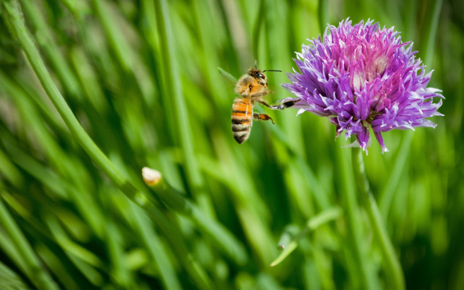 Обои картинки фото животные, пчелы, осы, шмели, цветок